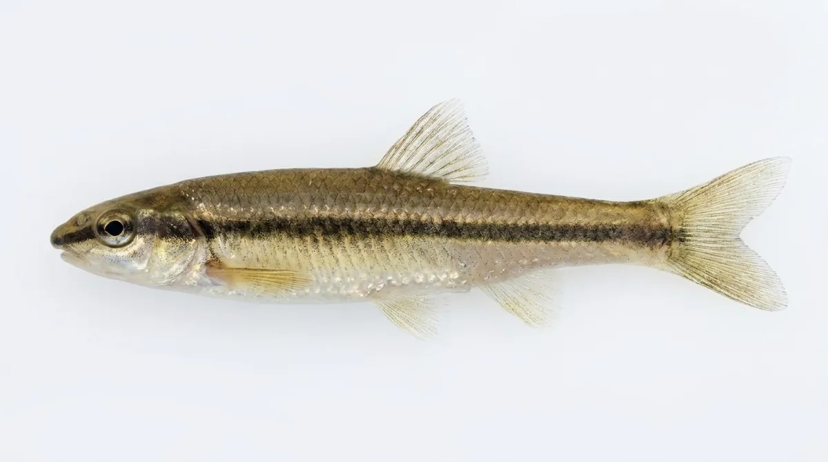 Eastern blacknose dace — Rhinichthys atratulus