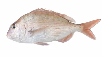 Pagrus major — Pagrus major