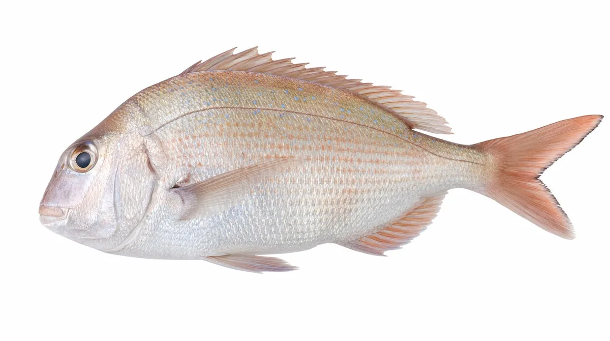 Pagrus major — Pagrus major