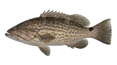 Mottled grouper