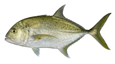 Brassy trevally