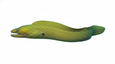 Green moray