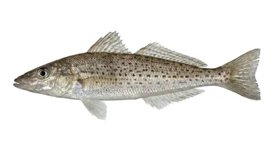 King George whiting — Sillaginodes punctatus