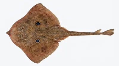 Brown ray — Raja miraletus