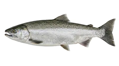 Coho salmon