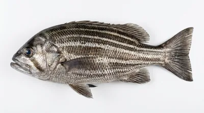 Dhufish