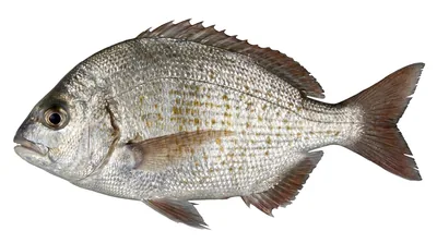 Redtail surfperch