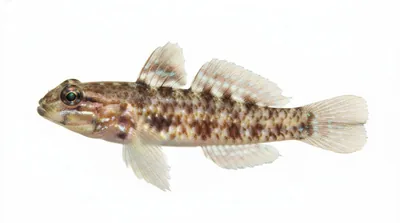 Colon goby