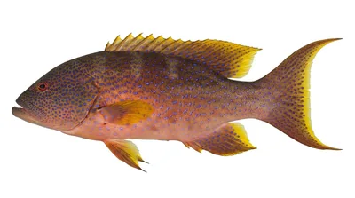 Yellow-edged lyretail — Variola louti