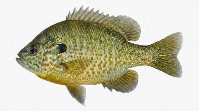 Pumpkinseed