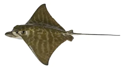 Bull ray