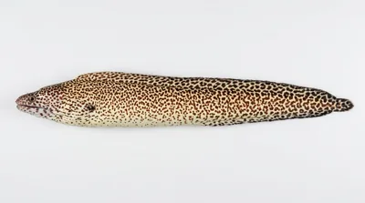 Spotted moray