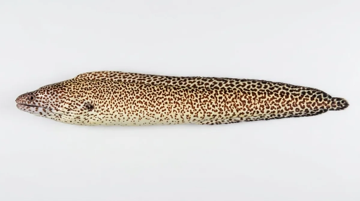 Spotted moray — Gymnothorax moringa
