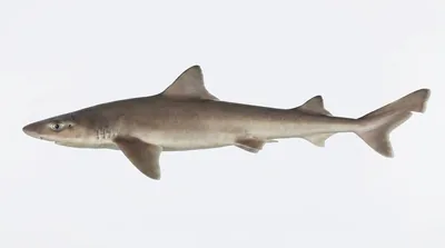 Dusky smooth-hound