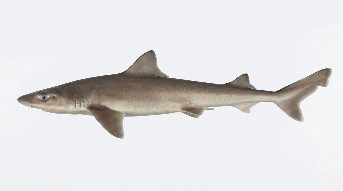 Dusky smooth-hound — Mustelus canis