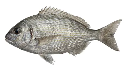 Black seabream