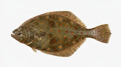 European plaice