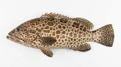 Honeycomb grouper — Epinephelus merra