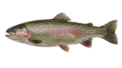 Rainbow trout