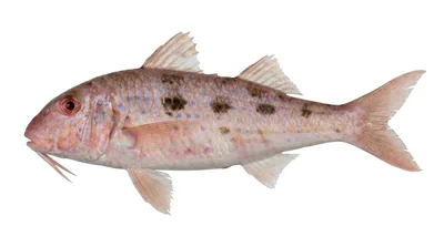 Spotted goatfish