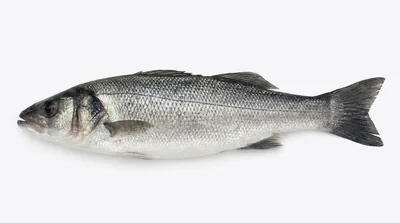 European seabass