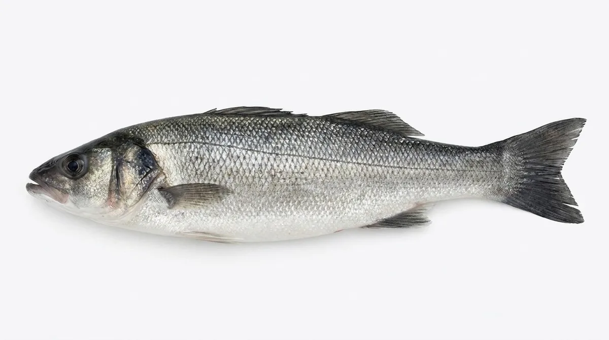 European seabass — Dicentrarchus labrax