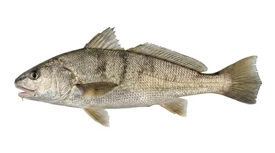 Southern kingcroaker — Menticirrhus americanus