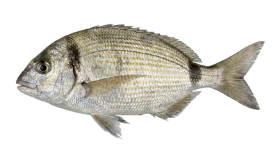Two banded sea bream