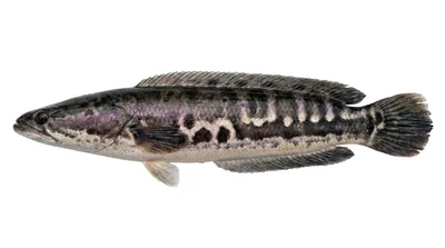 Channa micropeltes