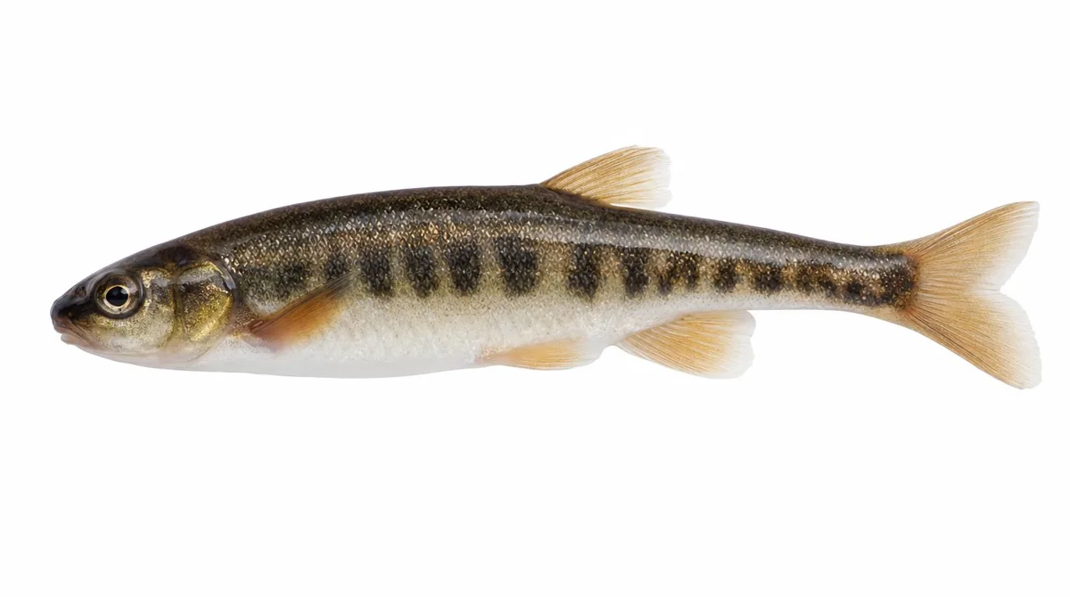Minnow — Phoxinus phoxinus