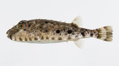 Bandtail puffer