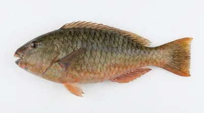 Redfin parrotfish — Sparisoma rubripinne