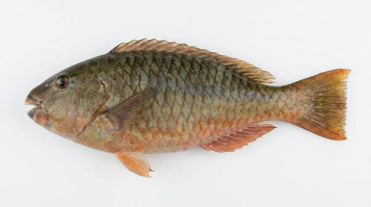 Redfin parrotfish — Sparisoma rubripinne