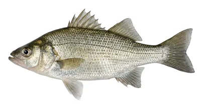 White perch
