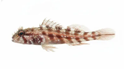 Spinyhead blenny