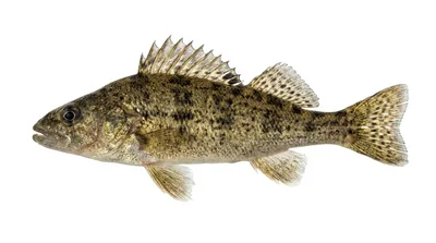 Ruffe
