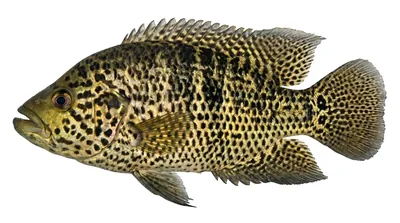 Parachromis managuensis
