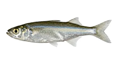 Topsmelt silverside
