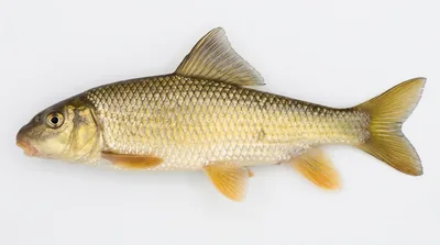 Golden redhorse