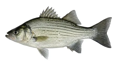 White bass