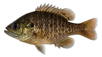 Bantam sunfish