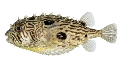 Striped burrfish