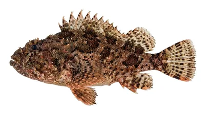 Black scorpionfish — Scorpaena porcus