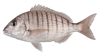 Sand steenbras — Lithognathus mormyrus