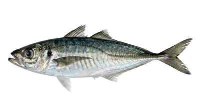 Atlantic horse mackerel