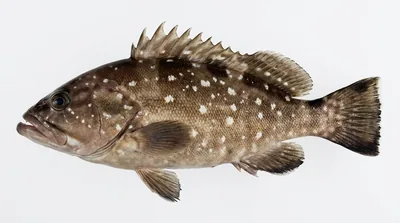 Snowy grouper — Hyporthodus niveatus