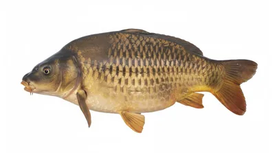 Cyprinus carpio carpio