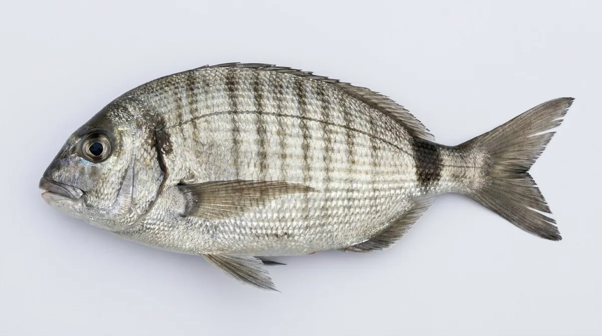 White seabream — Diplodus sargus