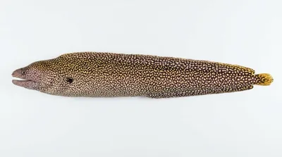 Goldentail moray