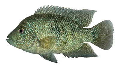 Texas cichlid